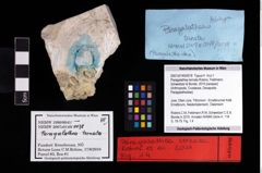 NHMW-GEO-2007z0149-0078_Ol_01.tifParagalathea ternata (Robins, Feldmann, Schweitzer & Bonde, 2016)  (NHMW-GEO-2007z0149-0078)